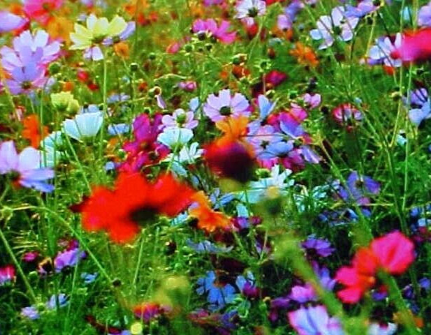 ONEPOUND ( 16-OUNCES ) FALL PERENNIAL 25-VARIEY MIXTURE OF WILD FLOWER SEEDS