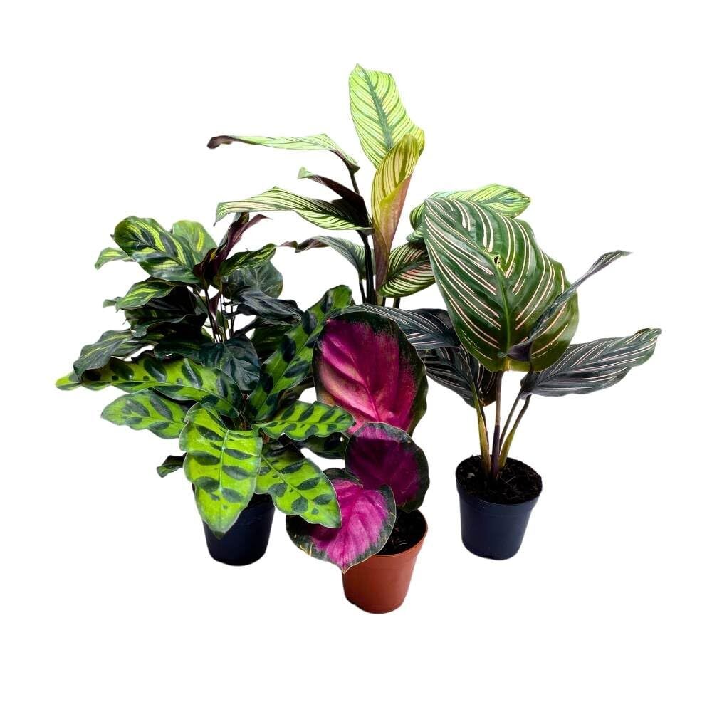 Calathea Assortment, 2 inch Set of 5, Peacock Prayer Plant Set Regal Indoor Foli