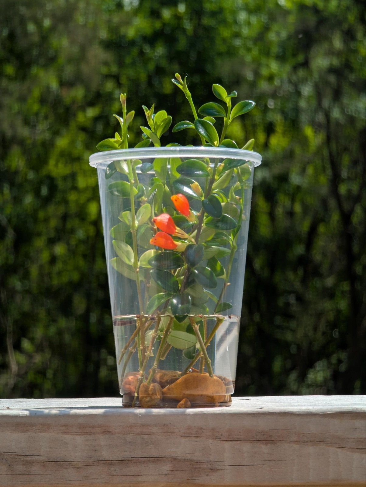 5 Cuttings Goldfish Plant Easy| Nematanthus Gregarius | Tropical Houseplants USA