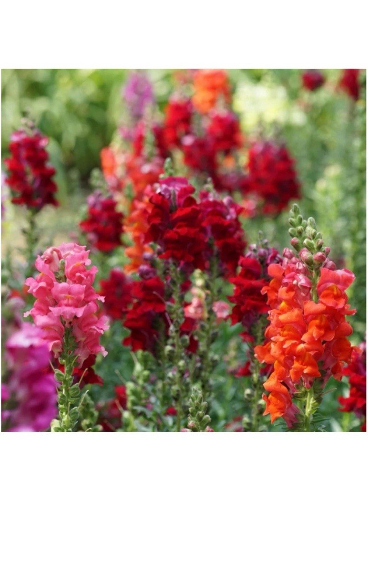 Snapdragon PASSION RED MIX Easy Grow Cut Flower Garden Non-GMO 1000 Seeds