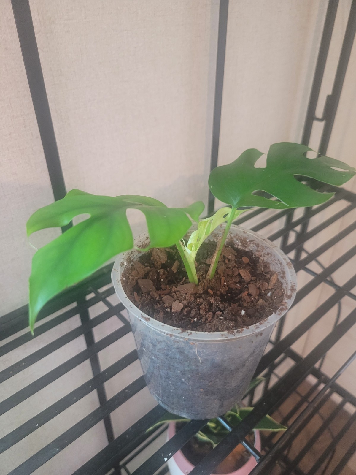 Monstera Ginny Mini Monstera