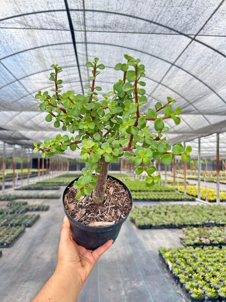 Jade Portulacaria | Bonsai Dwarf Jade Plant | Live Indoor & Outdoor Succulent