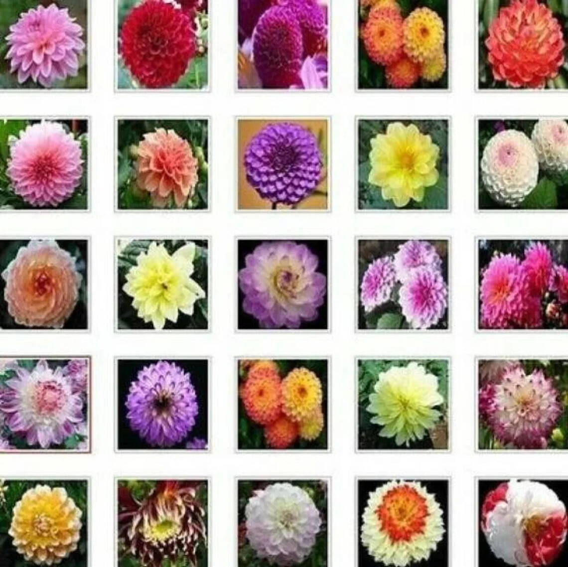 US-Seller Rare Beautiful Perennial Dahlia Flowers Seeds 20PCS Mix Color.